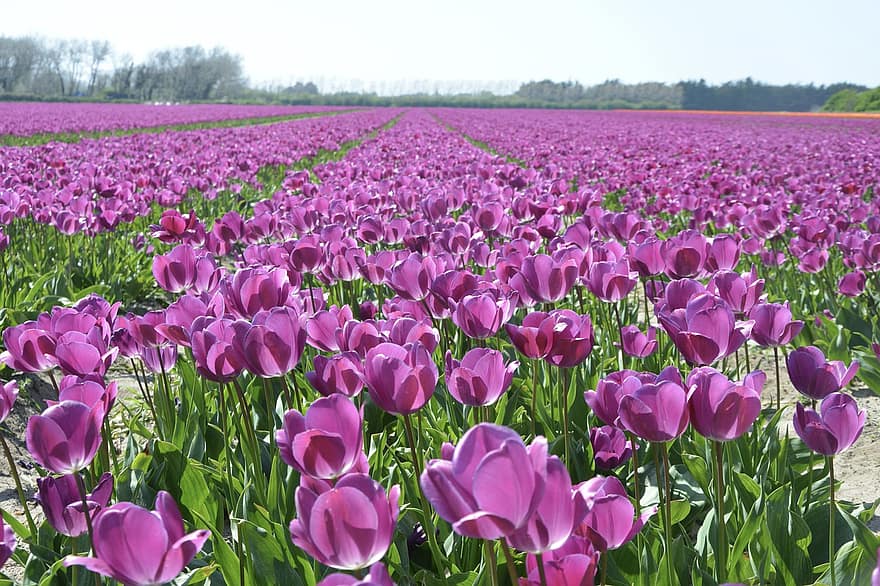flores, tulipas, Campos, Cultivos de tulipas, plantas, flora, floração, tulipa, flor, primavera, plantar