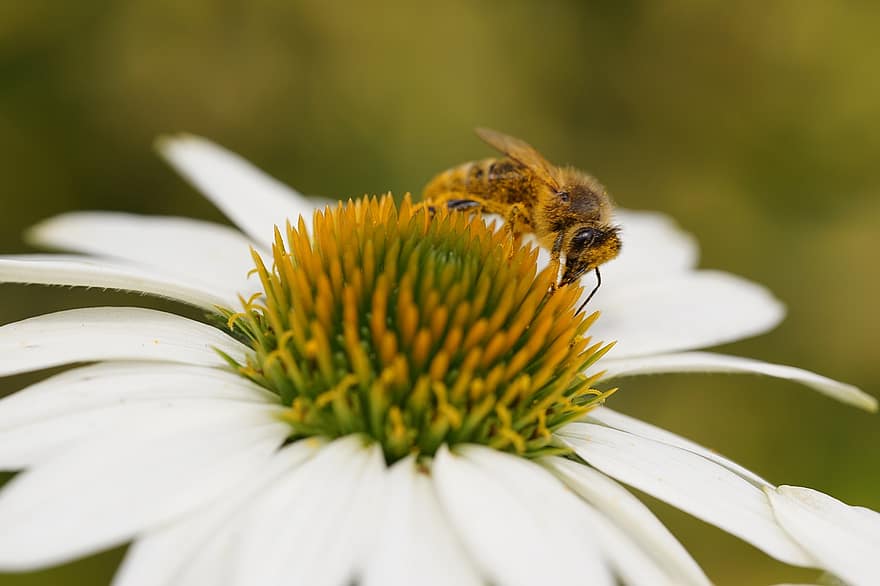 bi, honung, blomma, nektar, natur, trädgård, pollen, pollinering, växter, flora
