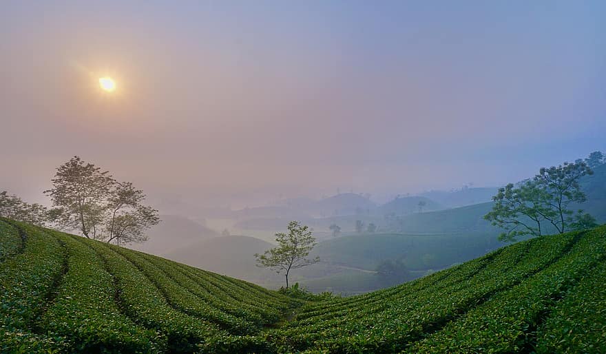 Виетнам, хълм, небе, хълмове, гора, Long Coc Tea Hill - Phu Tho, селско стопанство, ферма, селска сцена, планина, пейзаж