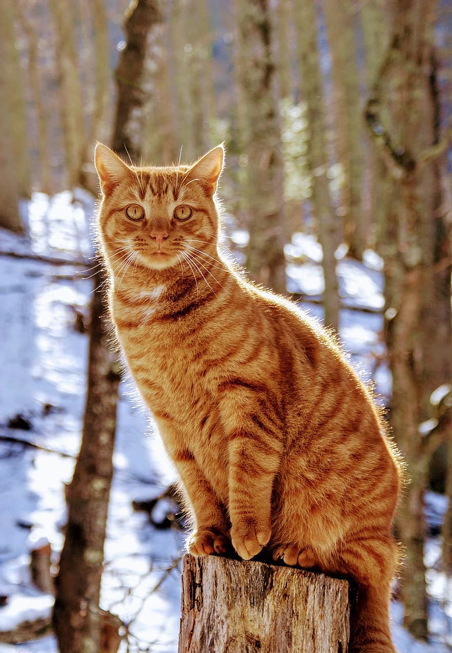 kucing, kucing betina, kayu, membelai, kucing oranye, hewan, kucing rumahan, licik, mamalia, imut, di luar rumah