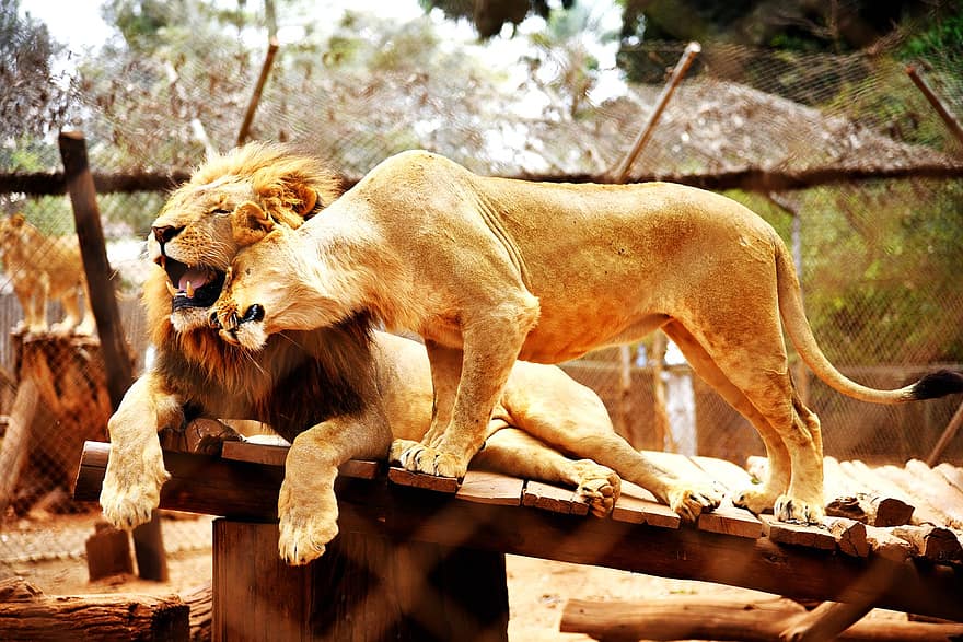 Löwen, König, Löwin, Paar, Löwenpaar, Afrikanische Löwen, wilde Katzen, Zuneigung, wilde Tiere, Tiere, Tierwelt