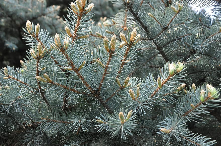 Spruce, Leaves, Buds, Pine, Needles, Branches, Conifer, Evergreen, Plant, Tree, Coniferous