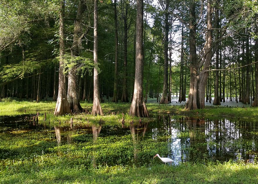 Forest, Trees, Wilderness, Outdoors, Cypress, Swamp