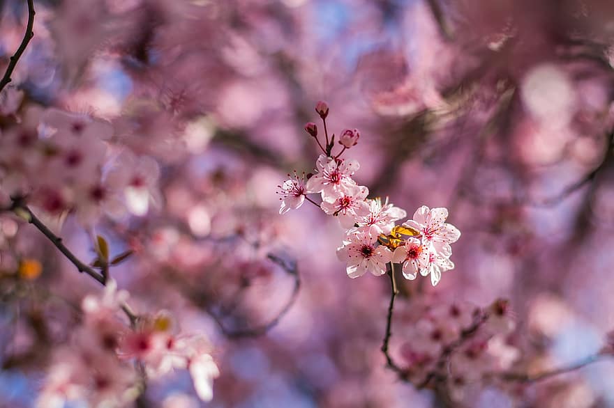 Flowers, Petals, Cherry Flowers, Cherry Blossom, Buds, Branch, Blossom, Cherry Tree, Tree, Nature, Spring
