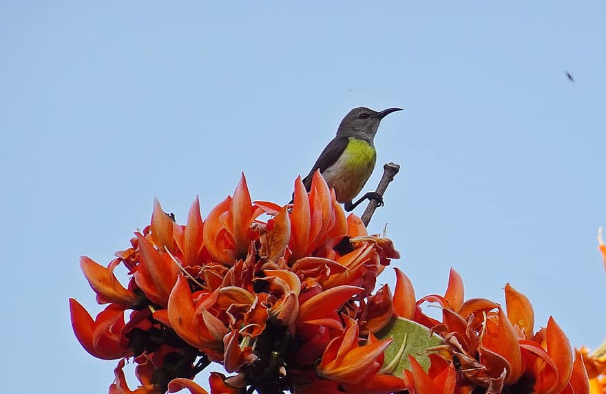 Sunbird, Bird, Avian, Wildlife, India, close-up, multi colored, flower, branch, beak, yellow