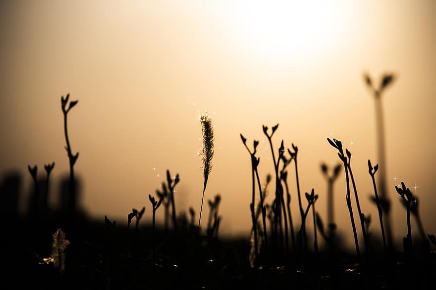 solnedgang, plante, græs, silhuet, baggrund