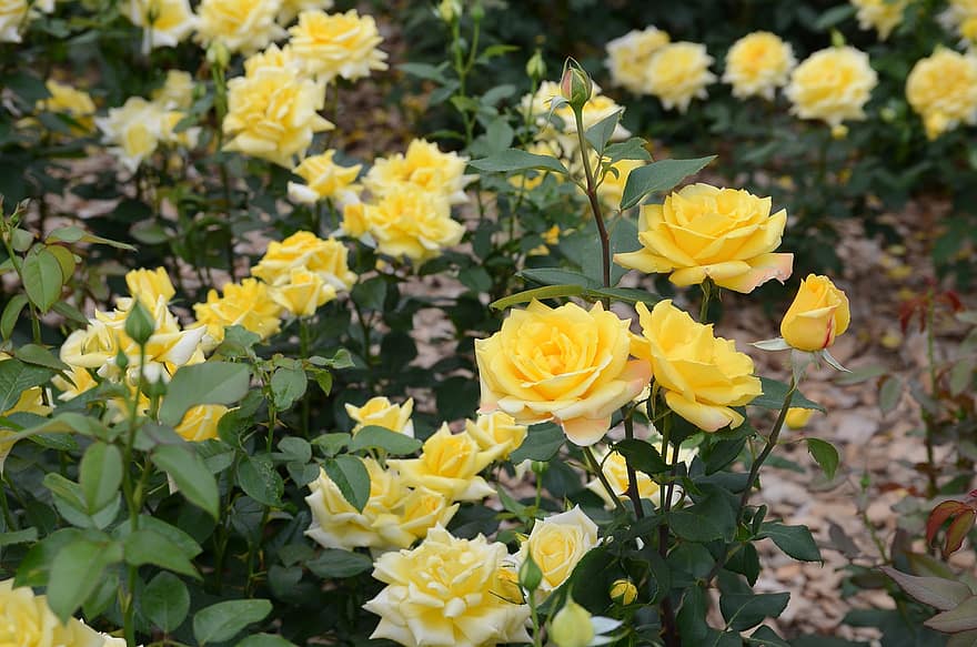 рози, цветя, цъфна роза, листенца, розови листенца, разцвет, цвят, жълти рози, градина, флора