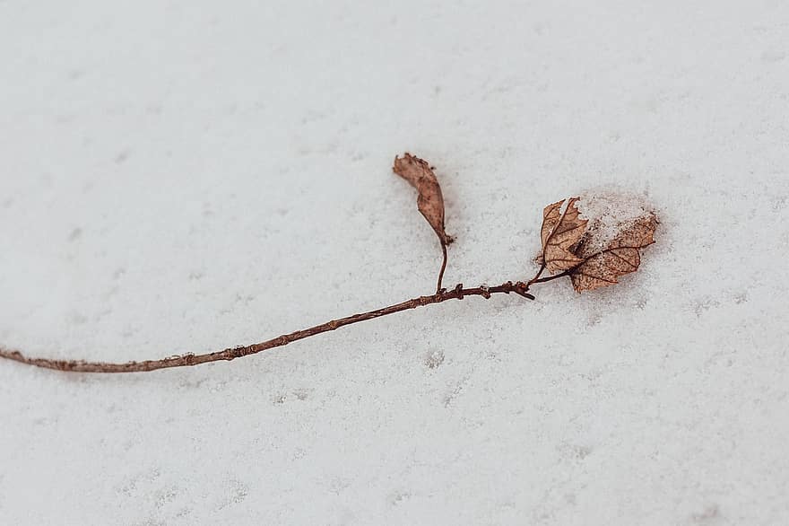 Blatt, Winter, Schnee, Zweig, getrocknet, Frost