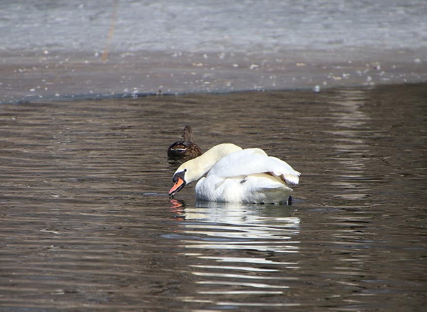 Swan, White Swan, Mallard, Duck, Birds, Water Birds, Waterfowls, Feathers, Beak, Plumage, Swim