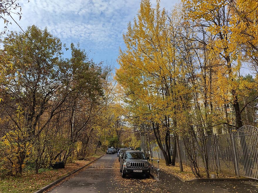 rudenī, iela, lapas, sezonā, kritums, ārā, automašīnas, dzeltens, mežs, koks, auto