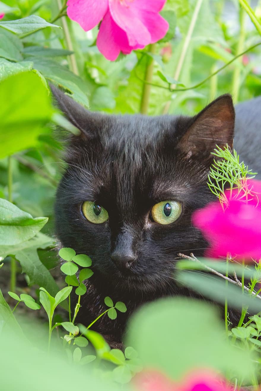 kot, czarny, portret, zwierzę domowe, zwierzę, oczy, trawa, kwiat, dzika róża, psia róża, róże