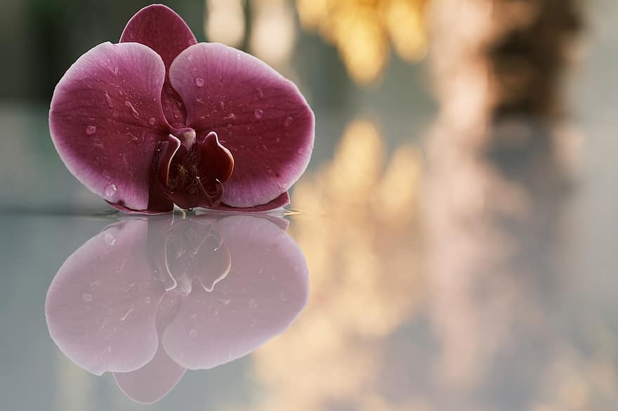 цветок, орхидея, отражение, фиолетовая орхидея, фиолетовый цветок, лепестки, фиолетовые лепестки