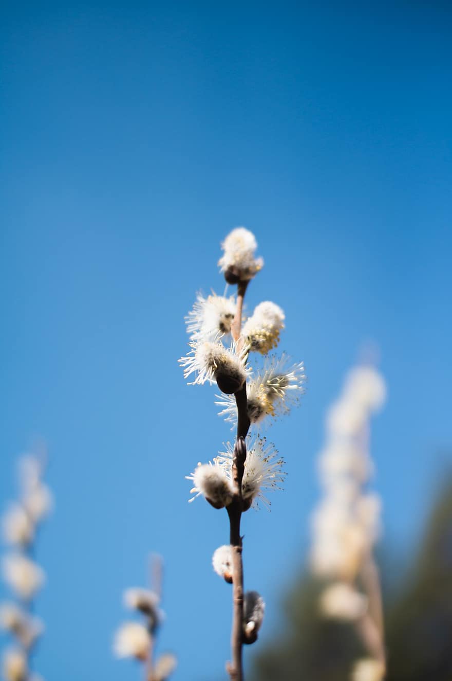 Willow, Catkins, Spring, Sky, Branch, Plant, Flowers, Bloom, close-up, springtime, flower