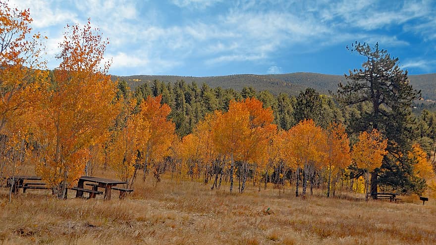 aspen, outono, Colorado, folhagem, madeiras, floresta, natureza