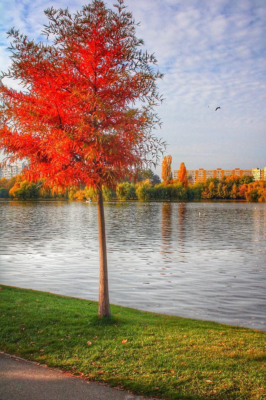 lago, árbol, otoño, parque, urbano, ciudad, Ior Park, Bucarest, bosque, amarillo, temporada