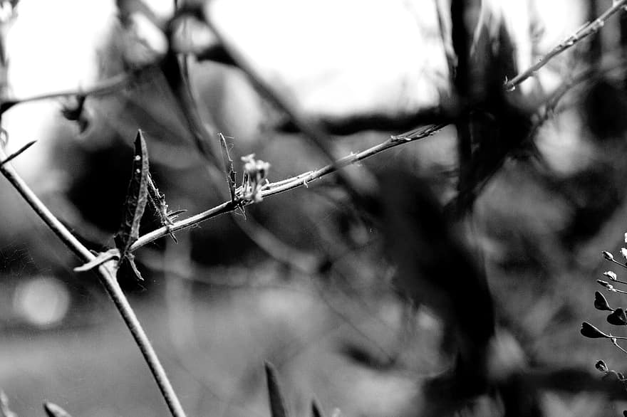Twigs, Nature, Monochrome, Botany, Growth, Forest, Woods, close-up, branch, black and white, tree