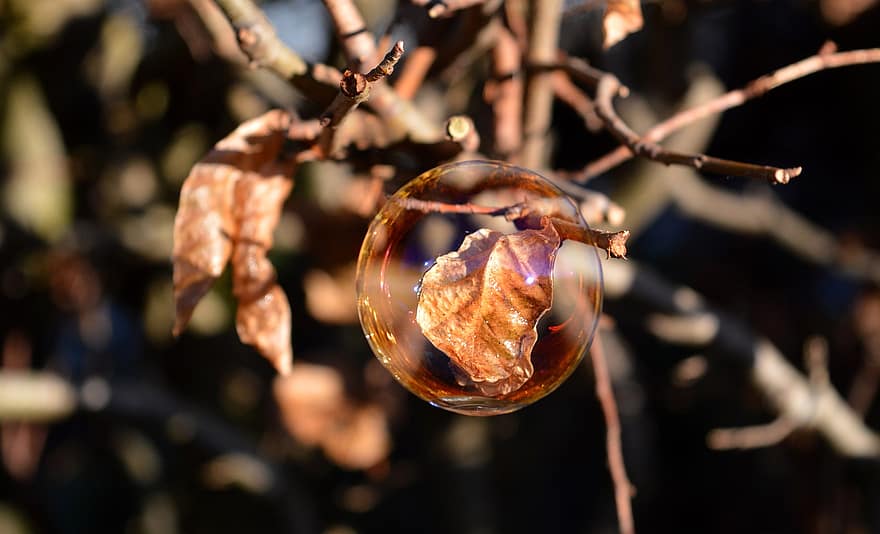 Soap Bubble, Fall, Nature, Season, Bullet, Bubble, Round, Make Soap Bubbles, Reflection, Autumn Leaves