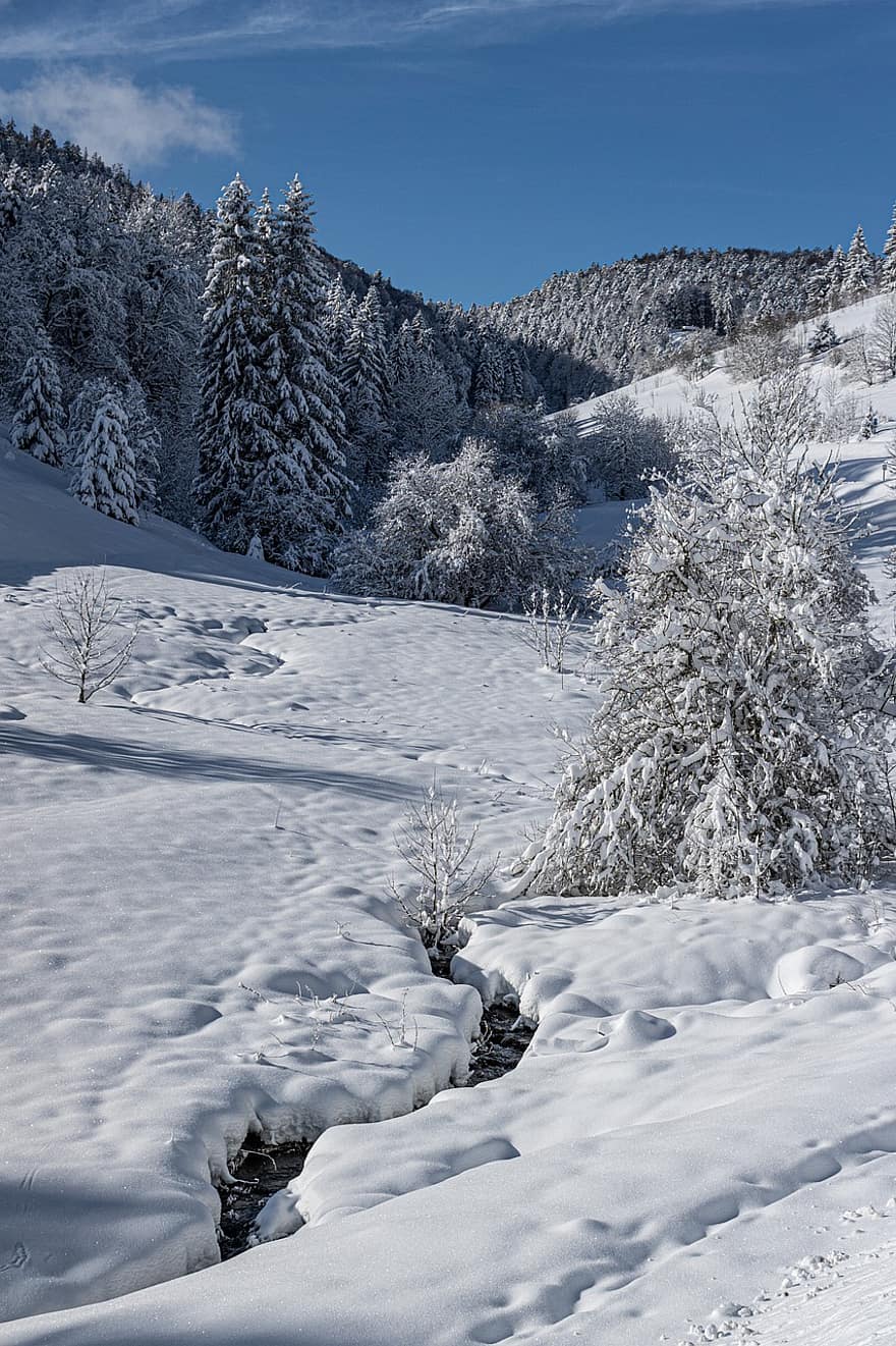 冬、雪、木、コールド、斜面、針葉樹、常緑樹、霜、自然、雪の風景、氷