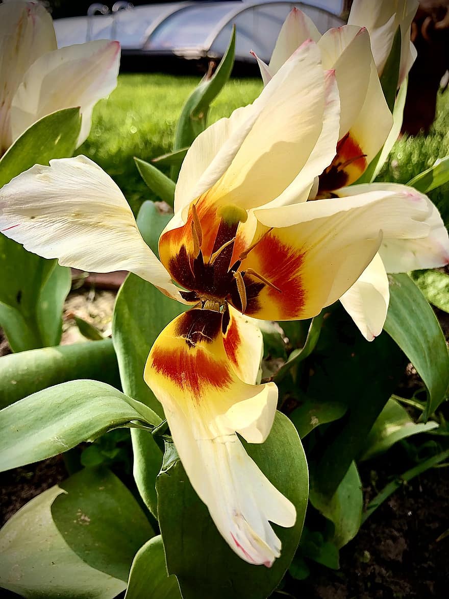 flor, tulipán, tulipa, de cerca, jardín, floración, flora, naturaleza, planta, planta ornamental, plantas floreciendo