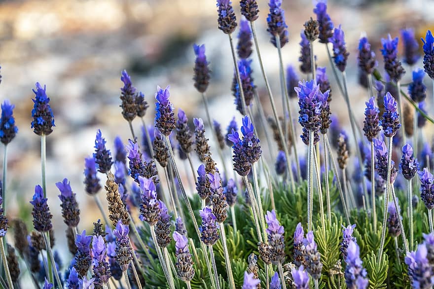 Lavender, Flowers, Plant, English Lavender, Bloom, Spring, Field, flower, purple, summer, close-up