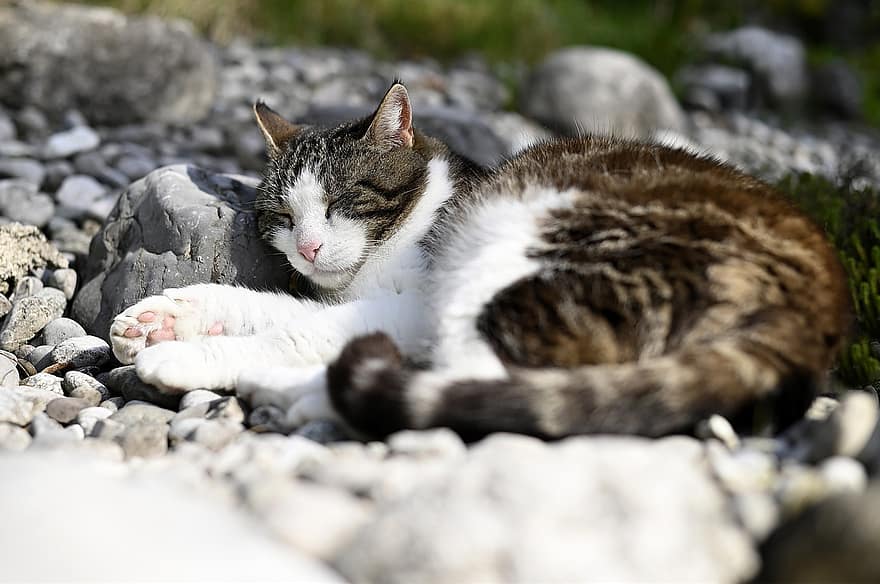 pisică, pietre, animal domestic, dormi, pietriş, natură, animal, peisaj, animale de companie, pisica domestica, felin