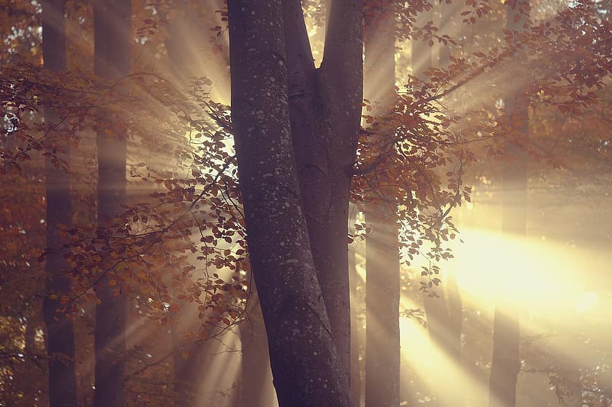 koki, mežs, saules gaismas, kritums, mistisks, raksturs