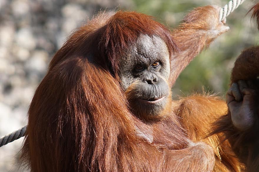 orangutan, mono, primate, animal