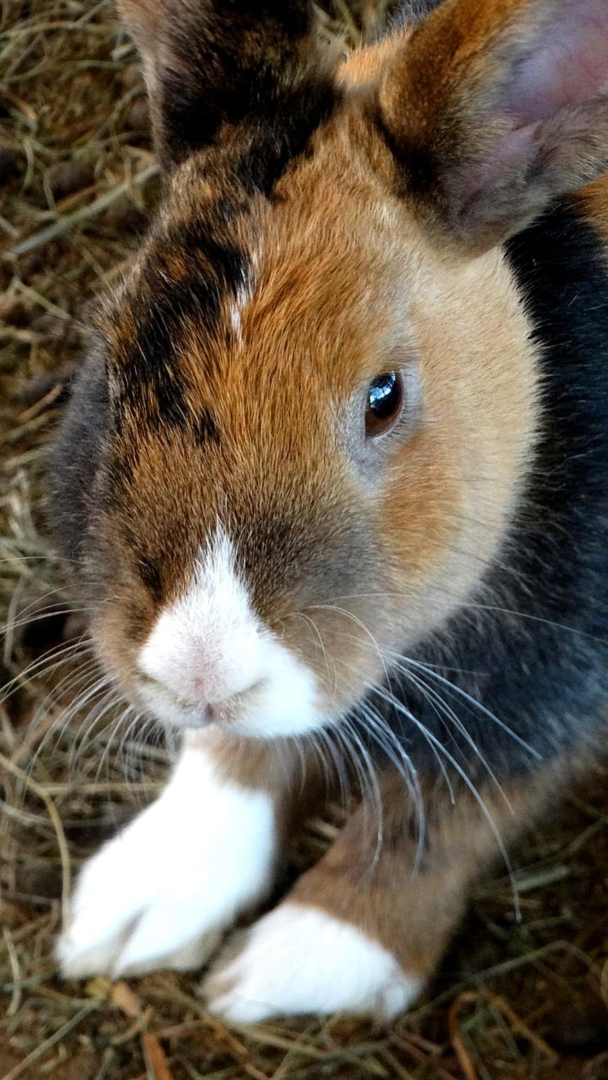 กระต่าย, กระต่ายแคระ, ยาวหู, เลี้ยงลูกด้วยนม, ที่ใช้ฟันแทะ, สัตว์, น่ารัก, ธรรมชาติ, กระต่ายอีสเตอร์, อีสเตอร์, หู