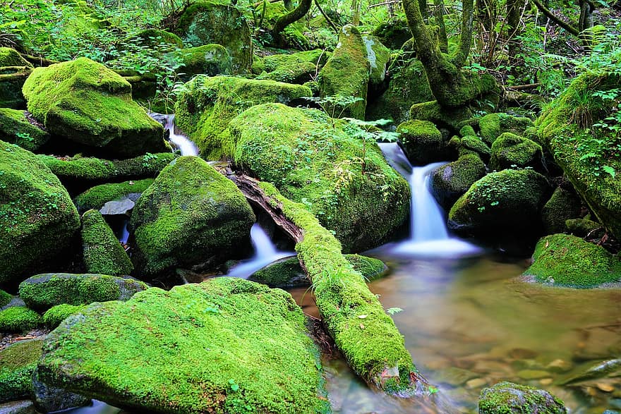 Moss, Plants, Water, Environment, Clean, Landscape, Scenery, The Creek, Valley, Tree, Waterfall
