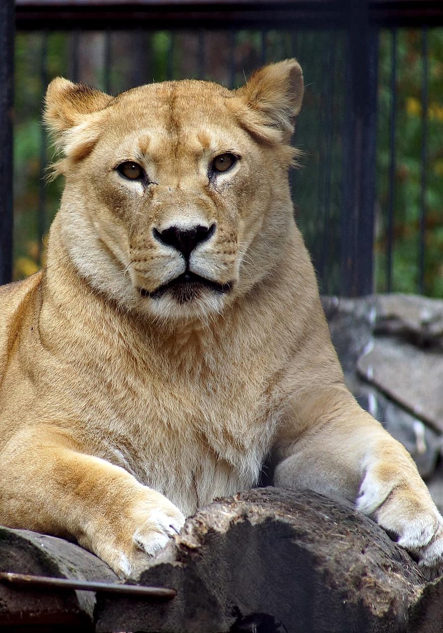ライオン、動物、哺乳類、捕食者、野生動物、サファリ、動物園、野生動物の写真、荒野、アフリカ、飼い慣らされていない猫