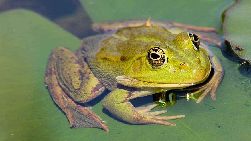 Frog, Amphibian, Eyes, Pond, Leaves, Plants, Water, Animal, Nature, Lily Pad, Water Creature