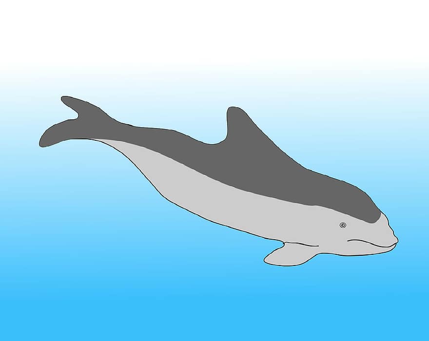 Schweinswal, Delphin, Meeressäuger, Meerestier, Säugetier, Grafik