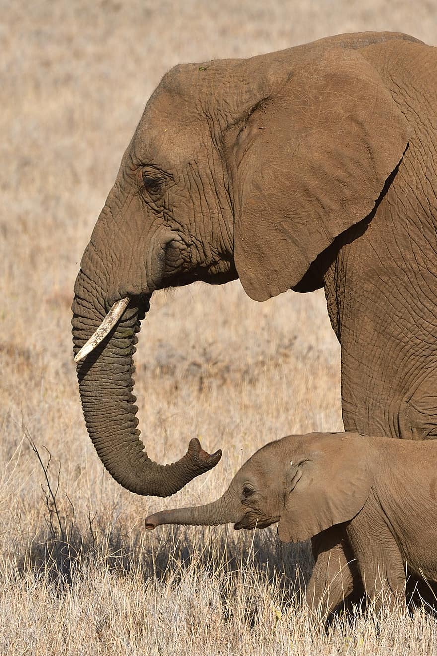 Słoń afrykański, zwierzę, ssak, loxodonta africana, dzikie zwierze, dzikiej przyrody, fauna, pustynia, Natura, lewa, Kenia