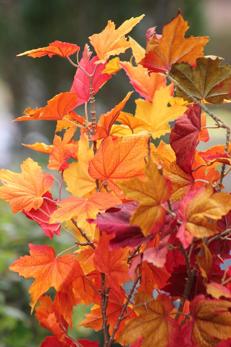 jesień, odchodzi, klon, listowie, jesienne liście, sezon jesienny, spadek liści, las