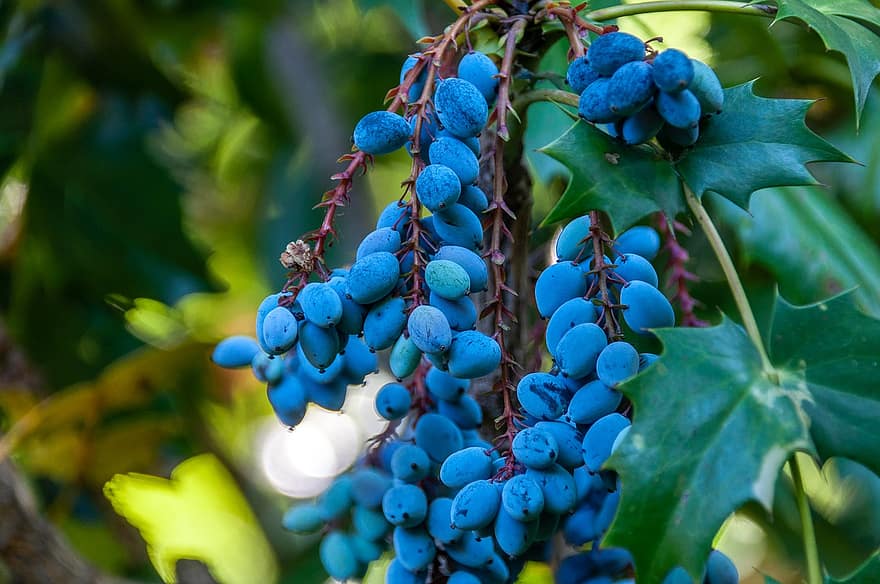 beri, buah, anggur, mahoni, menanam, daun, merapatkan, kesegaran, warna hijau, musim panas, pertanian
