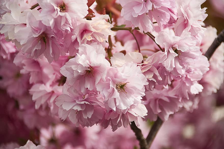 kirsikankukka, sakura, lähikuva, kasvitiede, kukinta, kukka, terälehdet, kasvu, makro, luonto, kevät