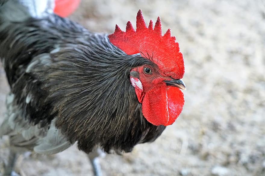 Rooster, Chicken, Livestock, Aninal, Rice Bran, The Farm, Cock, Animal, New, Poultry, Farm