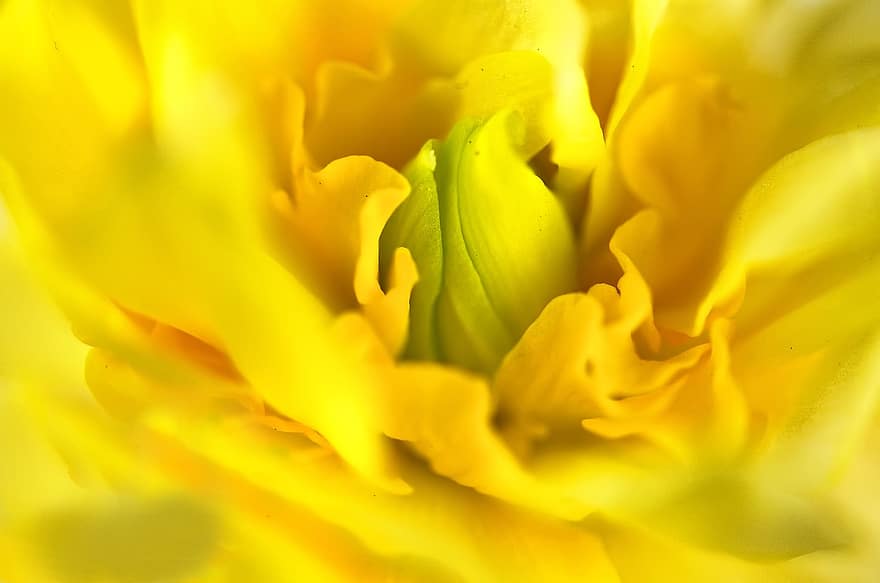 цветок, желтый нарцисс, лепестки, Флора