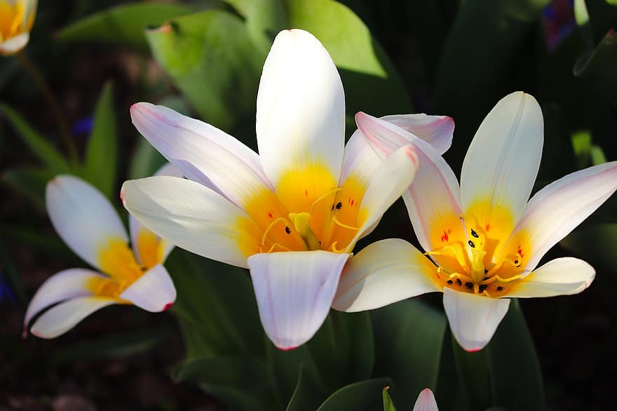 vad tulipánok, virágok, növény, tulipa sylvestris, Vineyard Tulipán, Erdei tulipánok, szirmok, tulipán virág, virágzás, erdő, tavaszi