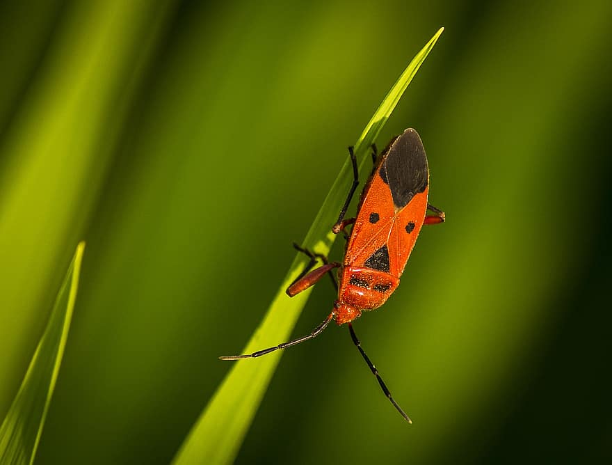 vero bug, insetto, natura, entomologia, avvicinamento, macro, colore verde, estate, pianta, foglia, primavera
