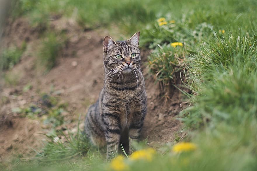kucing, kucing betina, padang rumput, membelai, hewan, kucing rumahan, licik, mamalia, imut, manis sekali, di luar rumah