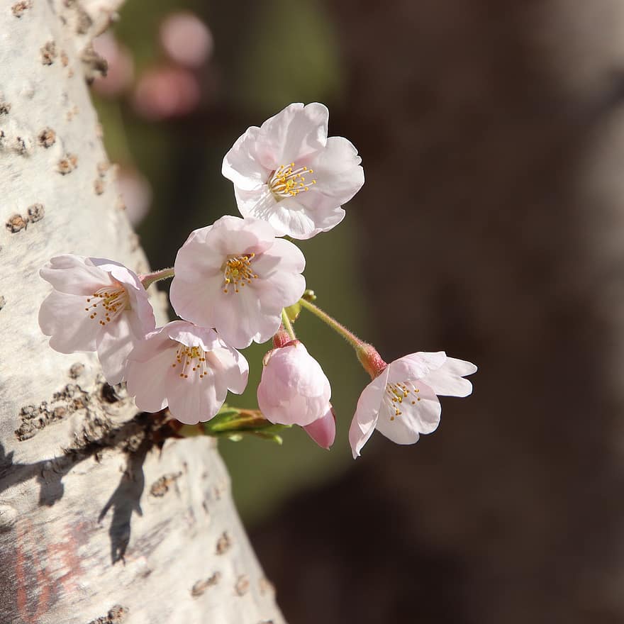 flor de cerezo, las flores, primavera, Flores rosadas, sakura, floración, flor, rama, árbol, naturaleza, de cerca