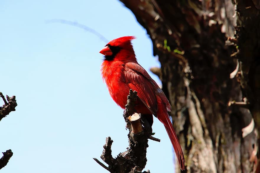 cardinal, oiseau, aviaire, la nature, animal, printemps, faune, le bec, plume, branche, animaux à l'état sauvage