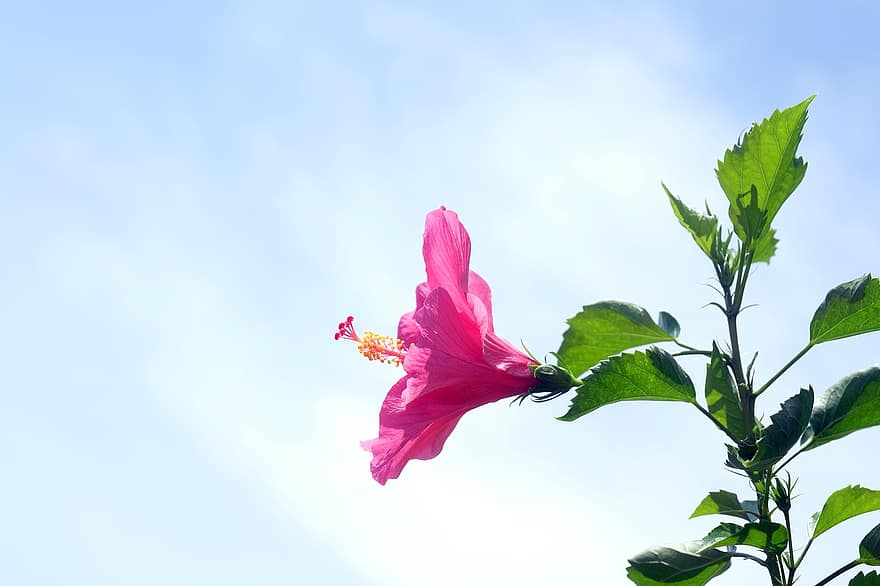 hibiscus, kukka, vaaleanpunainen kukka, lehdet, taivas, terälehdet, vaaleanpunaiset terälehdet, kukinta, kasvi, kasvisto