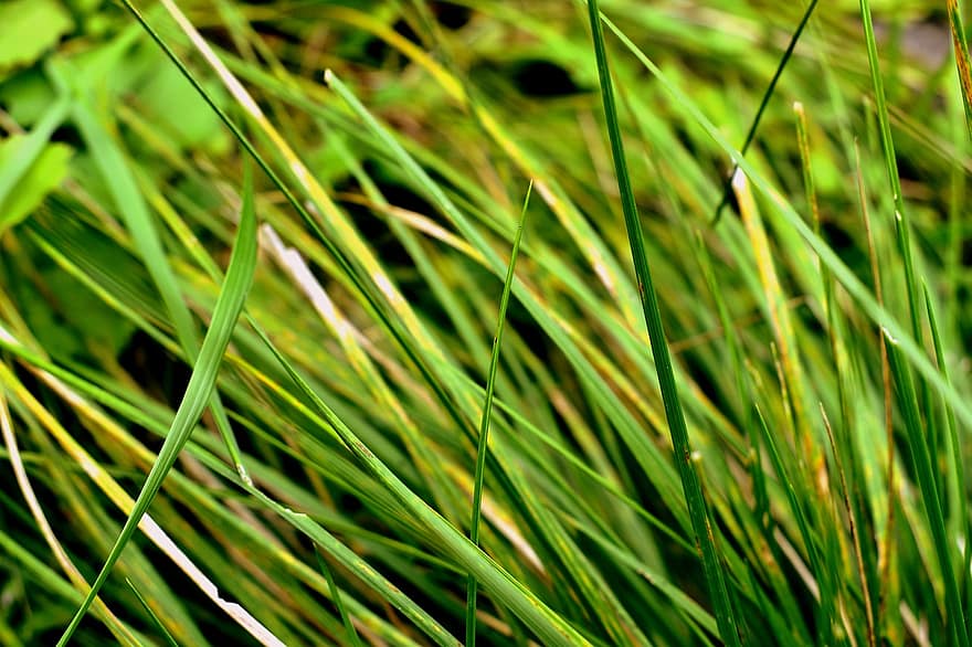 gras, riet, natuur, achtergrond, groen, weide, veld-