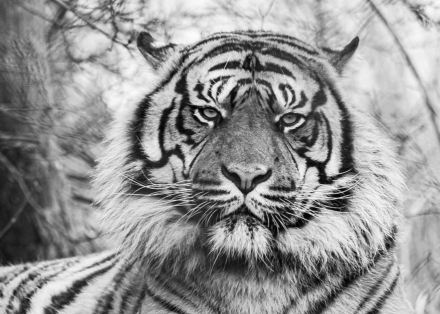 harimau, hewan, kebun binatang, kucing besar, garis-garis, cambang, kepala, licik, mamalia, alam, margasatwa
