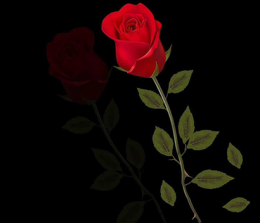 rosa, rød rose, anlegg, vår, svart bakgrunn, blader, refleksjon, bakgrunn