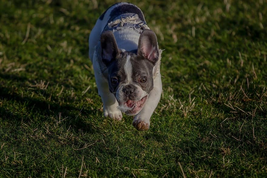 Dog, Bulldog, Puppy, Frenchie, Feather, Running, Chase, Playing, pets, cute, french bulldog