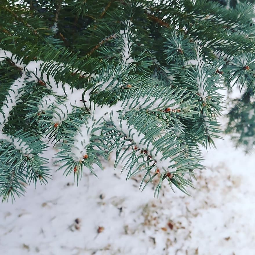 evergreen, sneeuw, winter, Kerstmis, pijnboom, bomen, Bos, boom, tak, seizoen, achtergronden