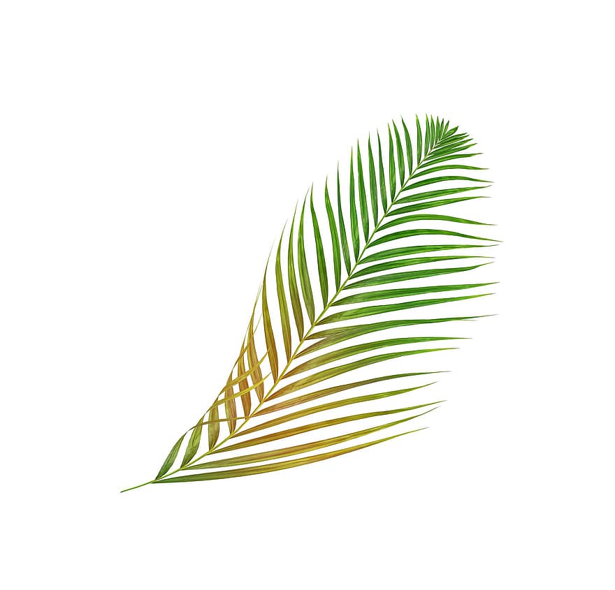 Пальма, лист, листья, зеленый, тропический, летом, завод, текстура, природа, экзотический, дерево